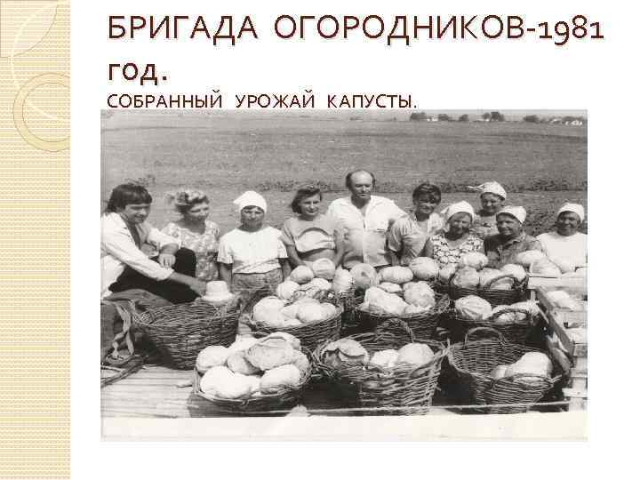 БРИГАДА ОГОРОДНИКОВ-1981 год. СОБРАННЫЙ УРОЖАЙ КАПУСТЫ. 
