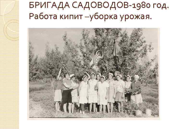 БРИГАДА САДОВОДОВ-1980 год. Работа кипит –уборка урожая. 
