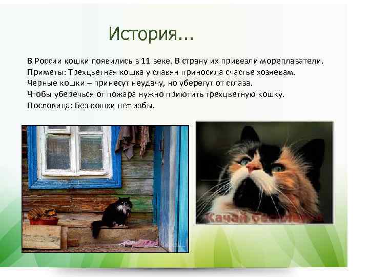 История. . . В России кошки появились в 11 веке. В страну их привезли