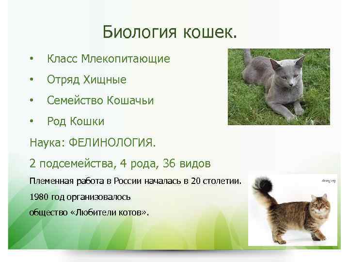 Биология кошек. • Класс Млекопитающие • Отряд Хищные • Семейство Кошачьи • Род Кошки