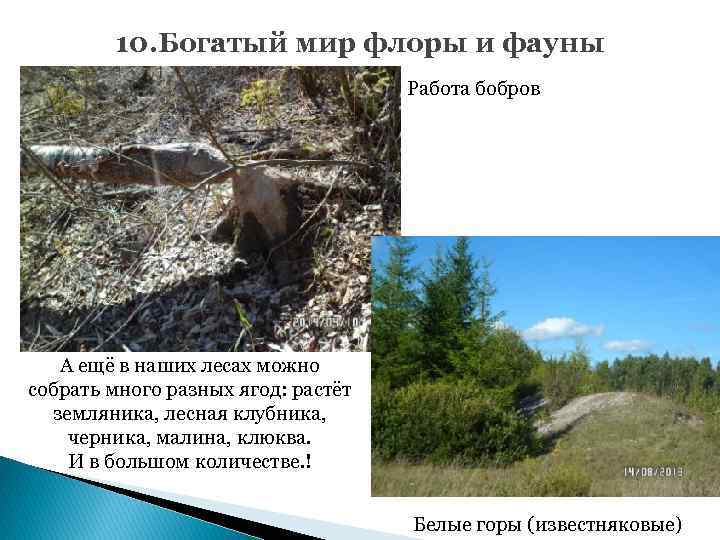 10. Богатый мир флоры и фауны Работа бобров А ещё в наших лесах можно