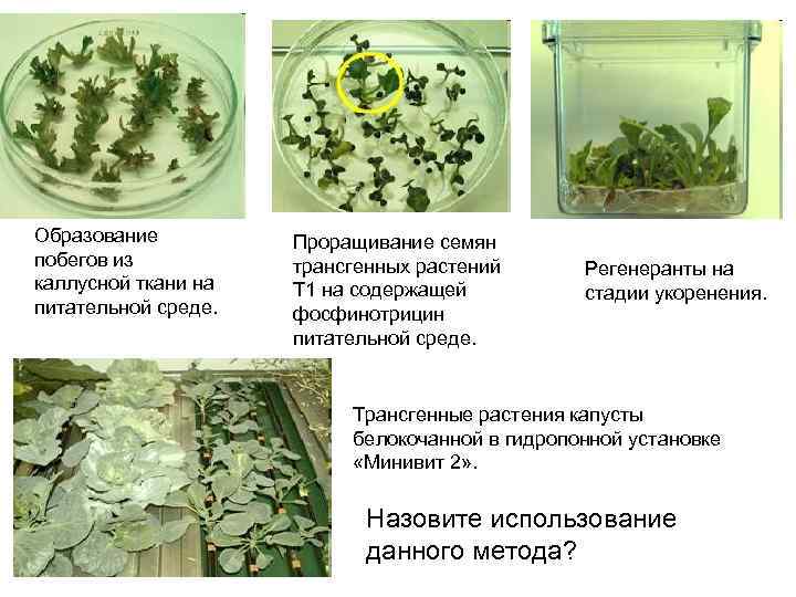 Образование побегов из каллусной ткани на питательной среде. Проращивание семян трансгенных растений Т 1