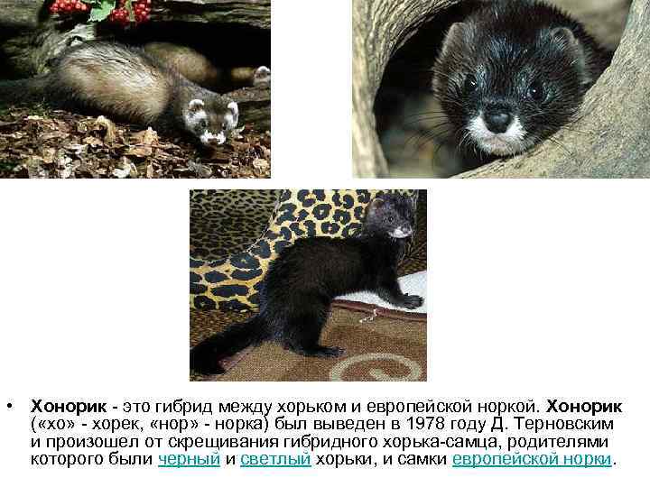  • Хонорик - это гибрид между хорьком и европейской норкой. Хонорик ( «хо»