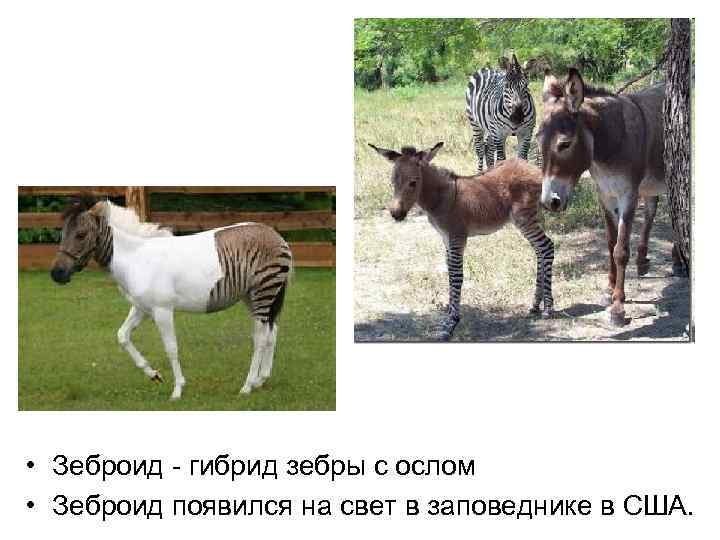  • Зеброид - гибрид зебры с ослом • Зеброид появился на свет в