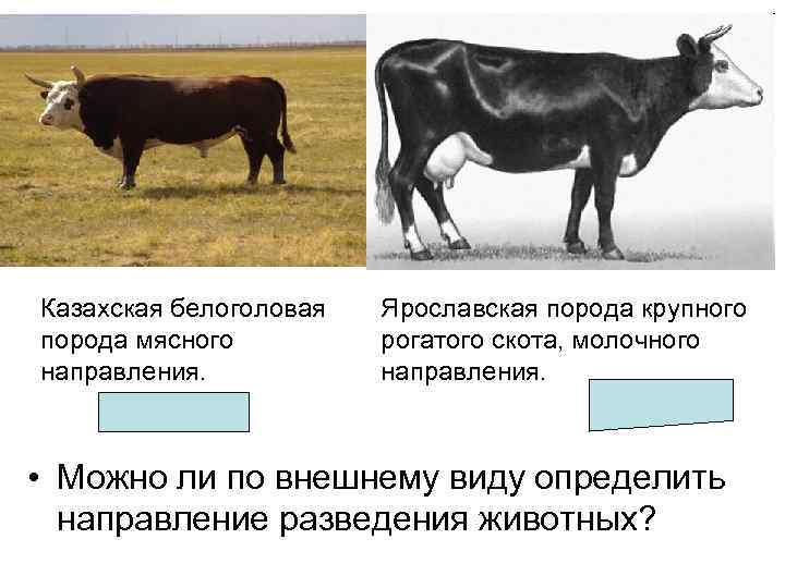 Казахская белоголовая порода мясного направления. Ярославская порода крупного рогатого скота, молочного направления. • Можно