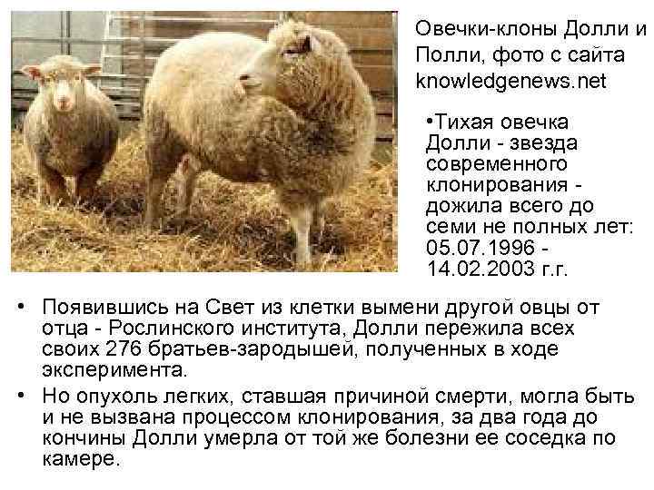 Овечки-клоны Долли и Полли, фото с сайта knowledgenews. net • Тихая овечка Долли -