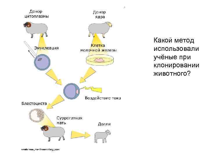 Какой метод использовали учёные при клонировании животного? 