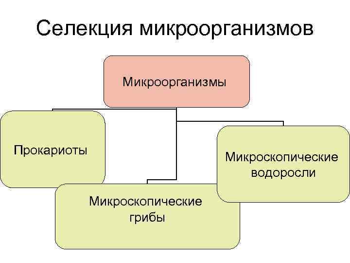 Селекция микроорганизмов Микроорганизмы Прокариоты Микроскопические водоросли Микроскопические грибы 