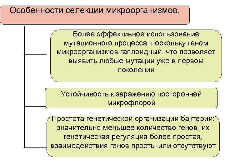 Особенности селекции микроорганизмов. Более эффективное использование мутационного процесса, поскольку геном микроорганизмов гаплоидный, что позволяет