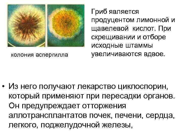 колония аспергилла Гриб является продуцентом лимонной и щавелевой кислот. При скрещивании и отборе исходные