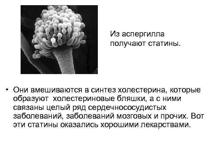 Из аспергилла получают статины. • Они вмешиваются в синтез холестерина, которые образуют холестериновые бляшки,