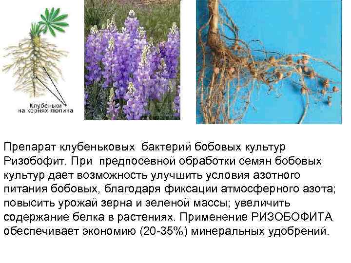 Препарат клубеньковых бактерий бобовых культур Ризобофит. При предпосевной обработки семян бобовых культур дает возможность