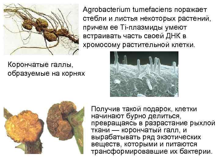 Agrobacterium tumefaciens поражает стебли и листья некоторых растений, причем ее Ti-плазмиды умеют встраивать часть