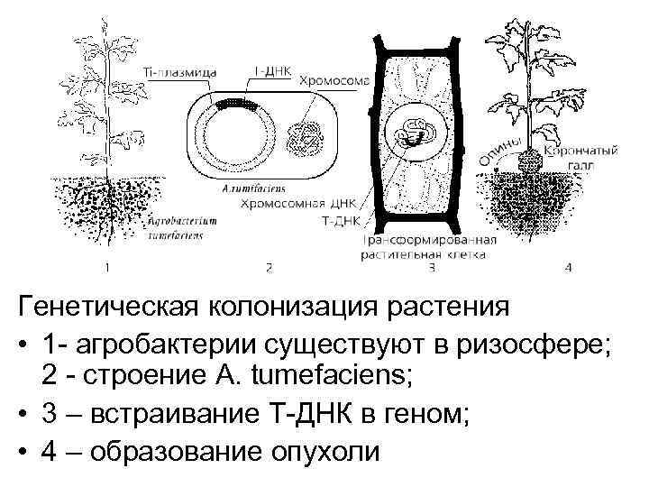 Генетическая колонизация растения • 1 - агробактерии существуют в ризосфере; 2 - строение A.