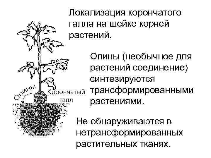 Локализация корончатого галла на шейке корней растений. Опины (необычное для растений соединение) синтезируются трансформированными