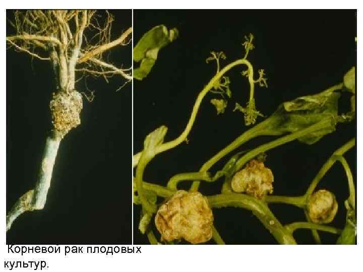 Корневой рак плодовых культур. 