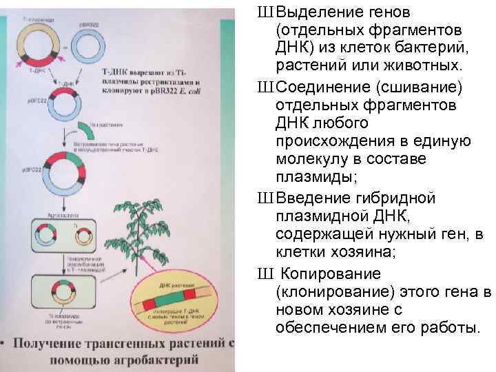 Ш Выделение генов (отдельных фрагментов ДНК) из клеток бактерий, растений или животных. Ш Соединение