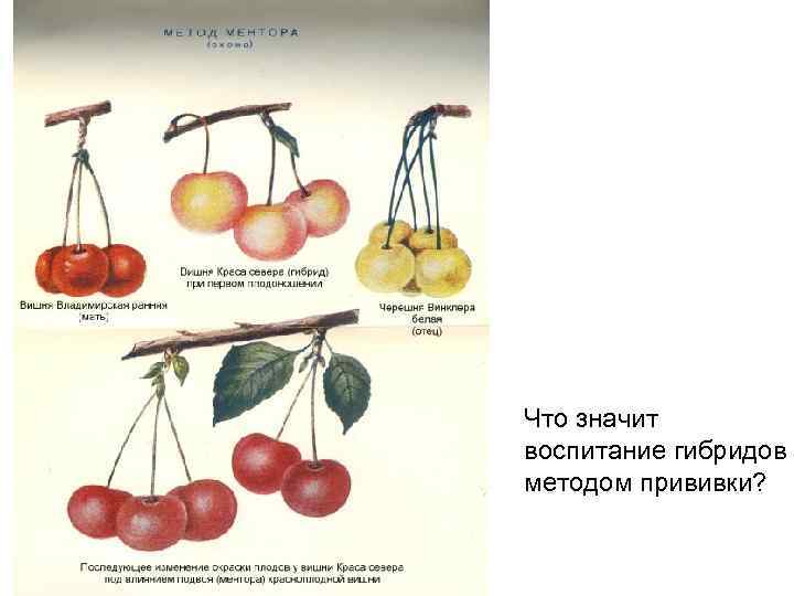 Что значит воспитание гибридов методом прививки? 