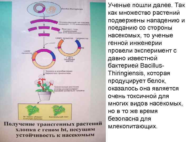 Ученые пошли далее. Так как множество растений подвержены нападению и поеданию со стороны насекомых,