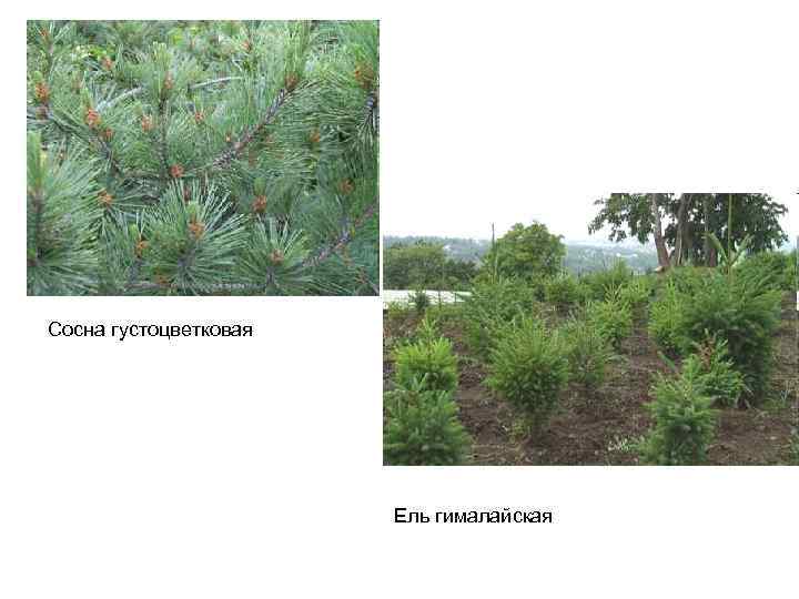 Сосна густоцветковая Ель гималайская 