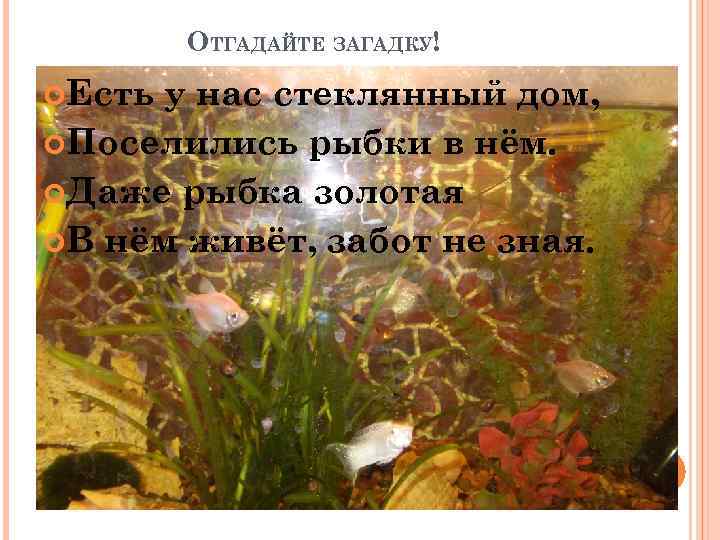 ОТГАДАЙТЕ ЗАГАДКУ! Есть у нас стеклянный дом, Поселились рыбки в нём. Даже рыбка золотая