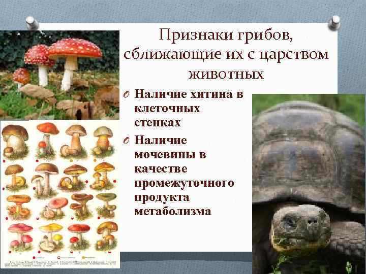 Признаки грибов, сближающие их с царством животных O Наличие хитина в клеточных стенках O