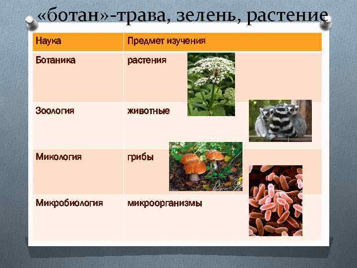  «ботан» -трава, зелень, растение Наука Предмет изучения Ботаника растения Зоология животные Микология грибы
