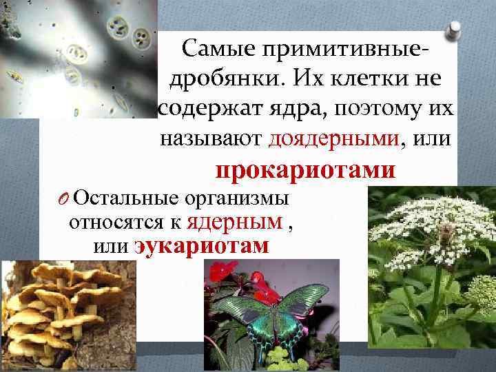 Самые примитивныедробянки. Их клетки не содержат ядра, поэтому их называют доядерными, или прокариотами O