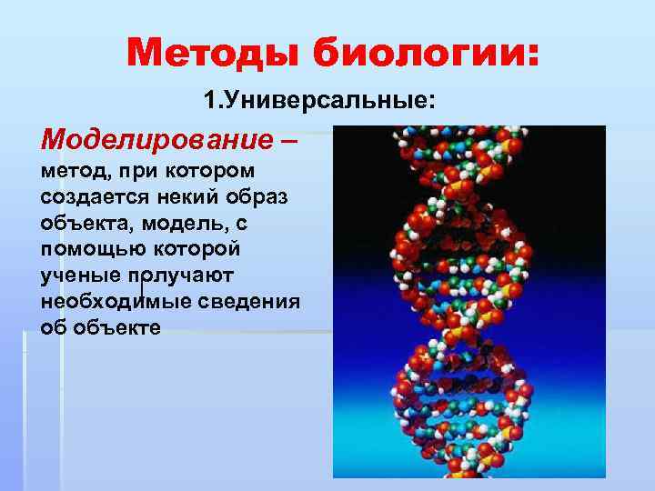 Компьютерное моделирование в биологии проект