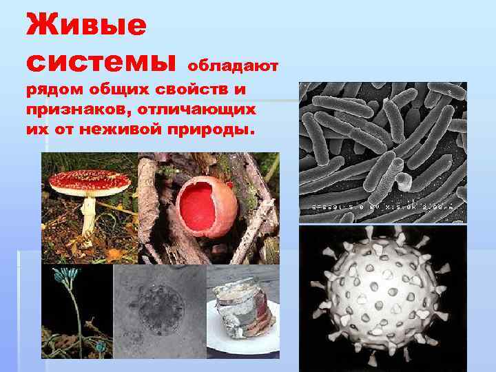 Живые системы обладают рядом общих свойств и признаков, отличающих их от неживой природы. 