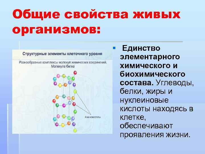Общие свойства живых организмов: § Единство элементарного химического и биохимического состава. Углеводы, белки, жиры