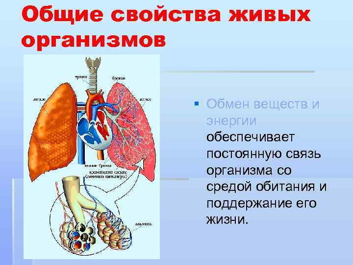 Общие свойства живых организмов § Обмен веществ и энергии обеспечивает постоянную связь организма со
