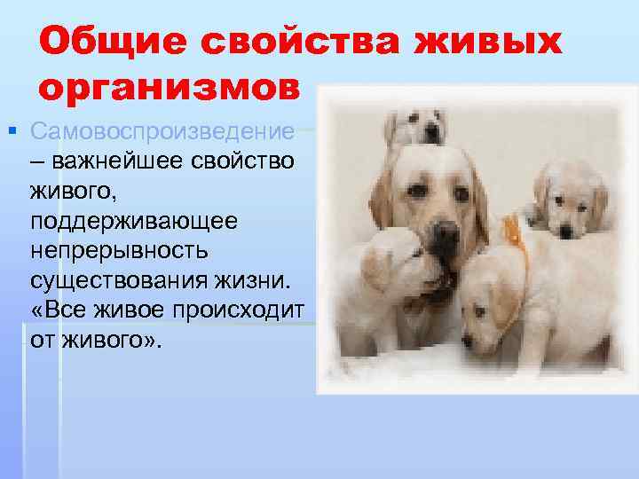 Общие свойства живых организмов § Самовоспроизведение – важнейшее свойство живого, поддерживающее непрерывность существования жизни.