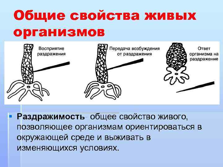 Общие свойства живых организмов § Раздражимость- общее свойство живого, позволяющее организмам ориентироваться в окружающей