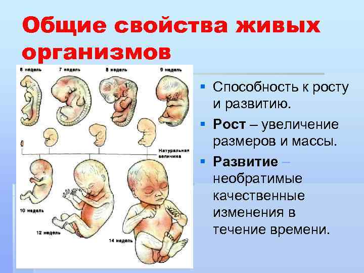 Общие свойства живых организмов § Способность к росту и развитию. § Рост – увеличение