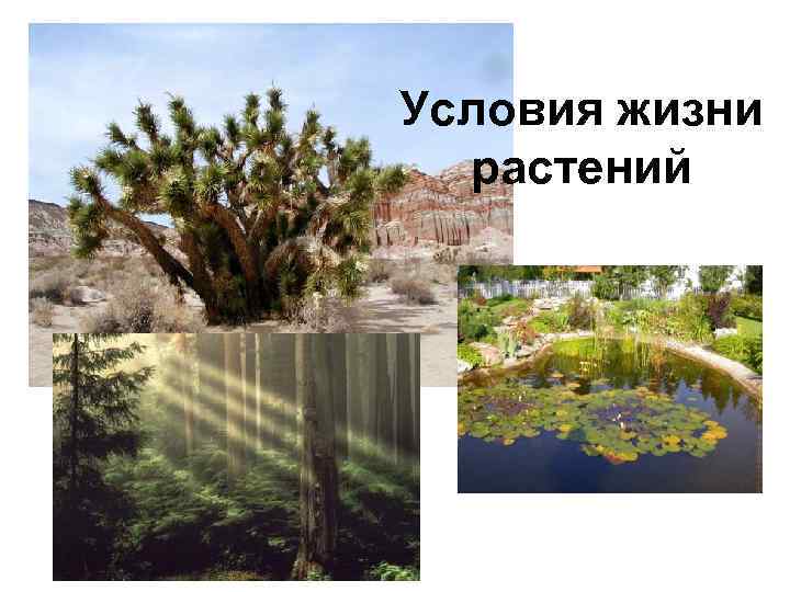 Условия жизни растений 