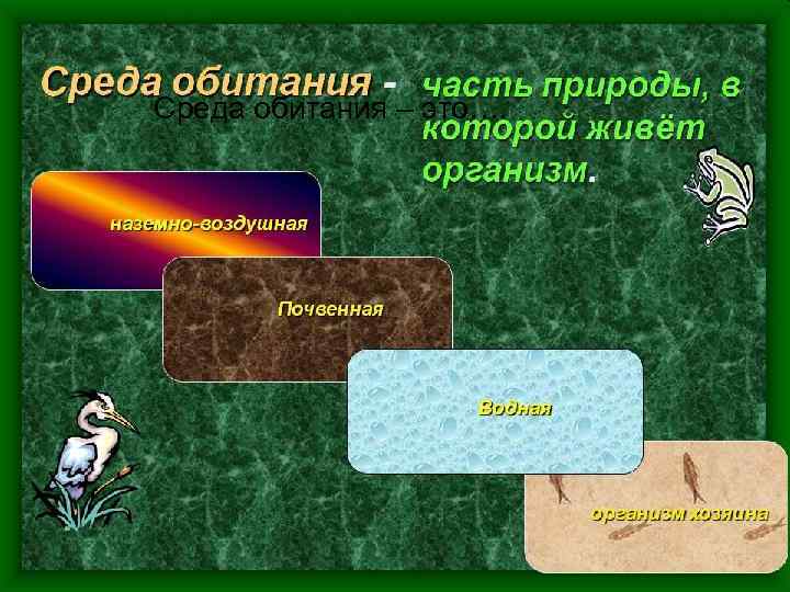 Среда обитания – это…. 