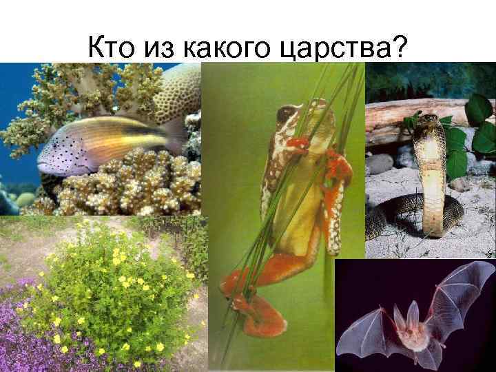 Кто из какого царства? 