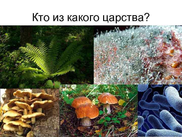 Кто из какого царства? 