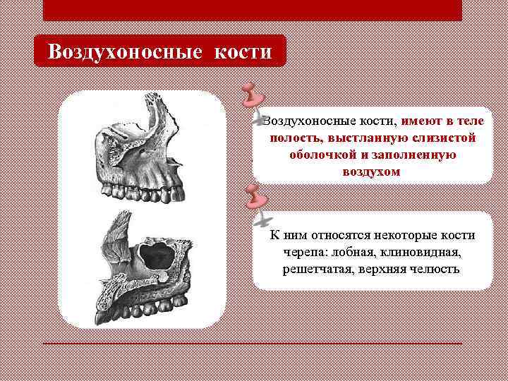 Воздухоносные кости. К воздухоносным костям относятся. К воздухоносным костям черепа относятся. Воздухоносные полости в костях.