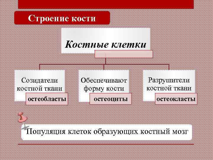 Строение кости Костные клетки Созидатели костной ткани остеобласты Обеспечивают форму кости остеоциты Разрушители костной