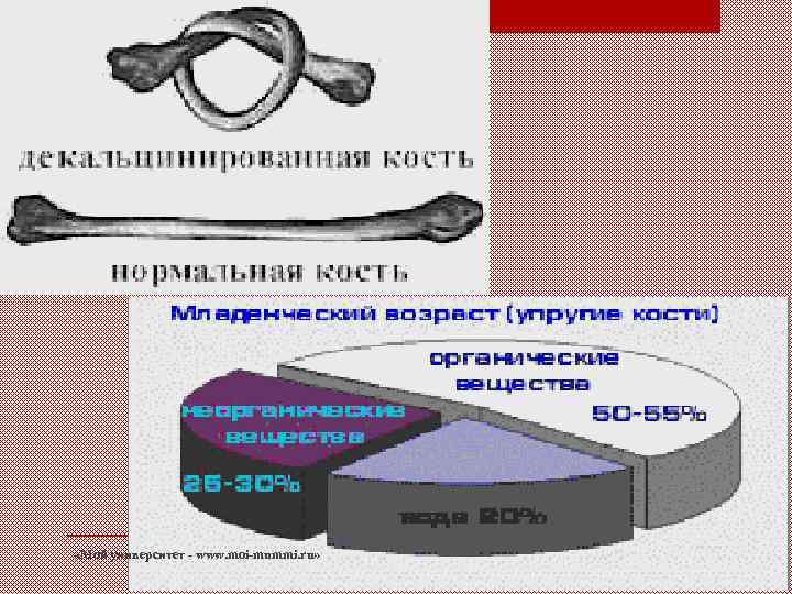  «Мой университет - www. moi-mummi. ru» 