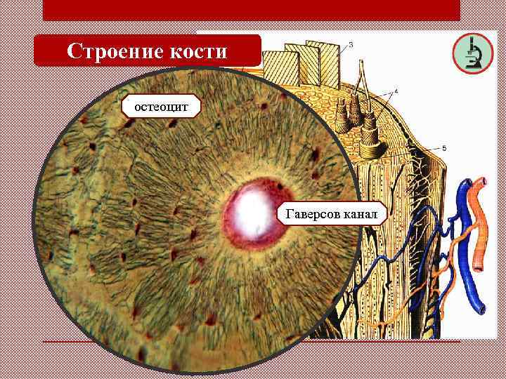 Строение кости остеоцит ? Гаверсов канал ? 