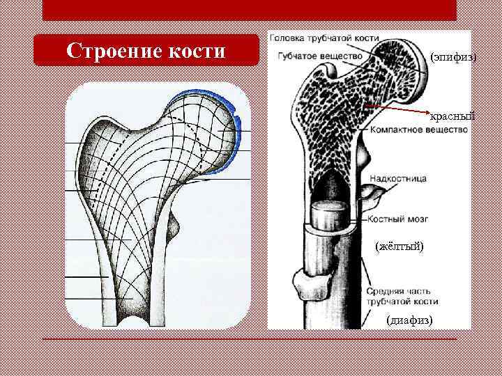 Строение кости рисунок егэ