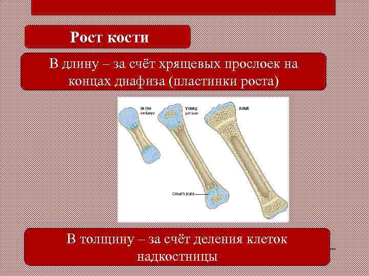 Рост кости обеспечивают. Рост кости в длину. Строение кости и рост. Рост кости в длину за счет.