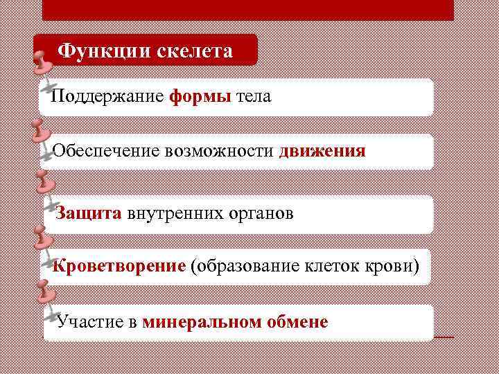 Функции скелета Поддержание формы тела Обеспечение возможности движения Защита внутренних органов Кроветворение (образование клеток