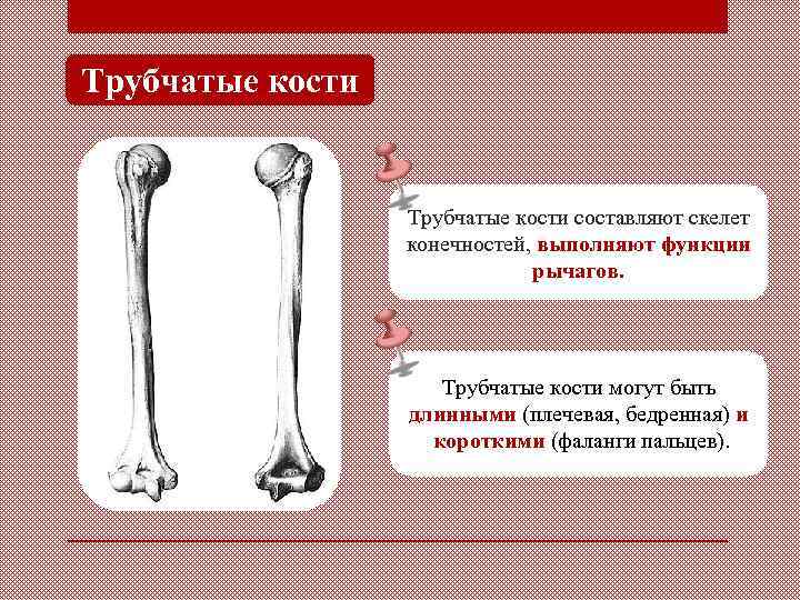 Укажите функции костей. Функции трубчатых костей. Трубчатые кости скелета. Трубчатые кости функции. Трубчатые кости нижних конечностей.