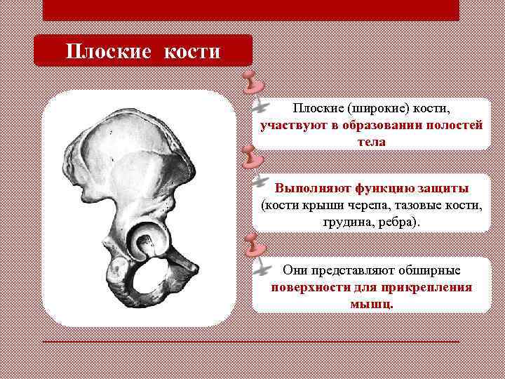 Плоские кости Плоские (широкие) кости, участвуют в образовании полостей тела Выполняют функцию защиты (кости