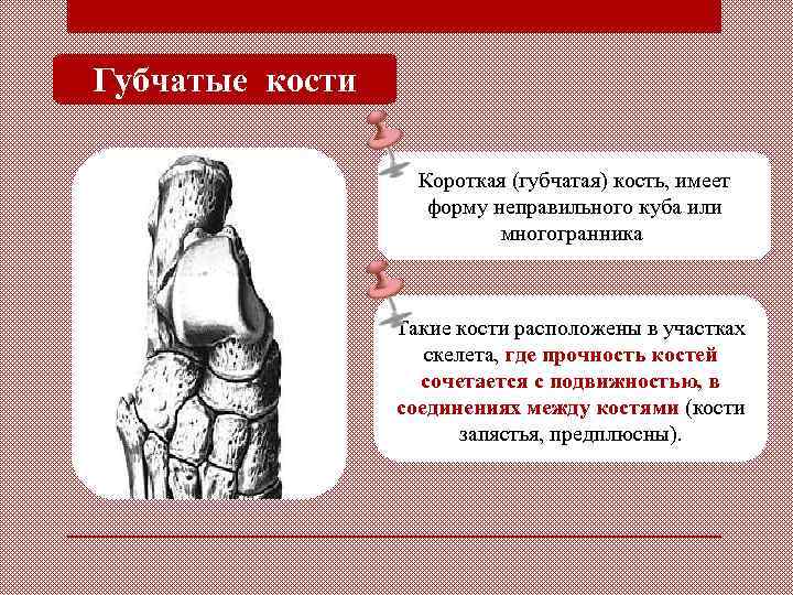 Губчатые кости Короткая (губчатая) кость, имеет форму неправильного куба или многогранника. Такие кости расположены