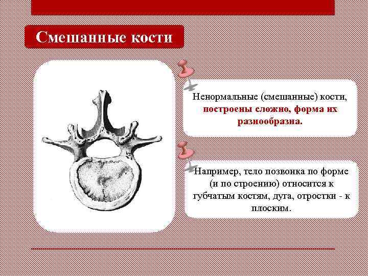 Смешанные кости Ненормальные (смешанные) кости, построены сложно, форма их разнообразна. Например, тело позвонка по